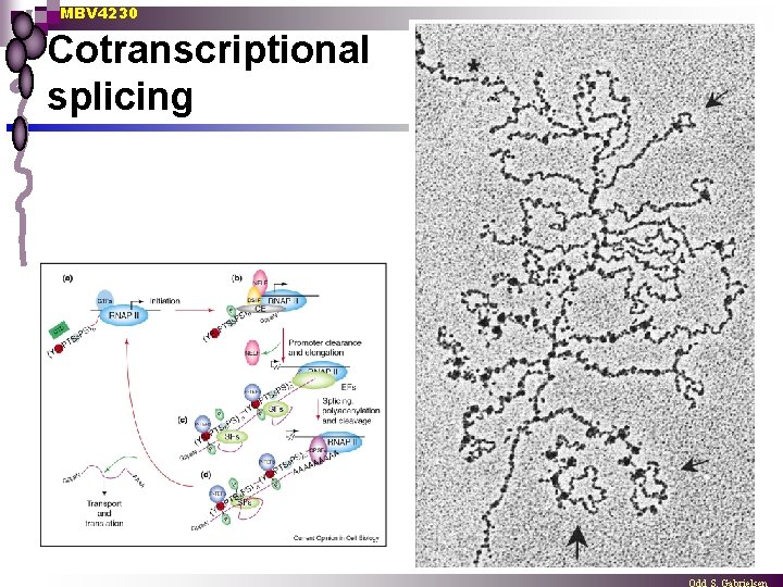 MBV 4230 Cotranscriptional splicing 