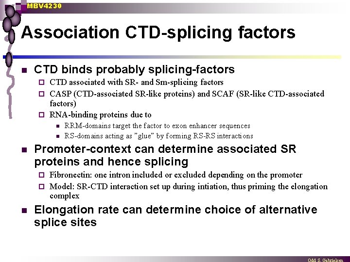 MBV 4230 Association CTD-splicing factors n CTD binds probably splicing-factors CTD associated with SR-