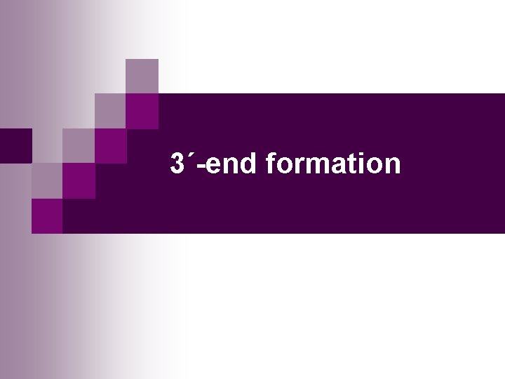 3´-end formation 