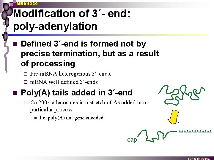 MBV 4230 Modification of 3´- end: poly-adenylation n Defined 3´-end is formed not by