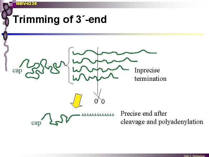 MBV 4230 Trimming of 3´-end cap Inprecise termination 0 0 AAAAAAA cap Precise end