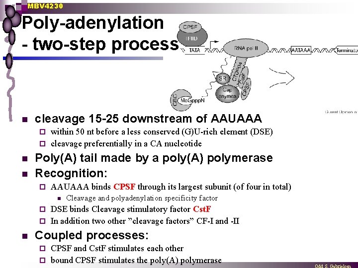 MBV 4230 Poly-adenylation - two-step process n cleavage 15 -25 downstream of AAUAAA within