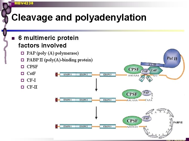 MBV 4230 Cleavage and polyadenylation n 6 multimeric protein factors involved ¨ ¨ ¨
