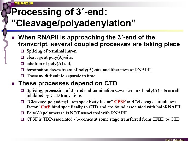 MBV 4230 Processing of 3´-end: ”Cleavage/polyadenylation” n When RNAPII is approaching the 3´-end of