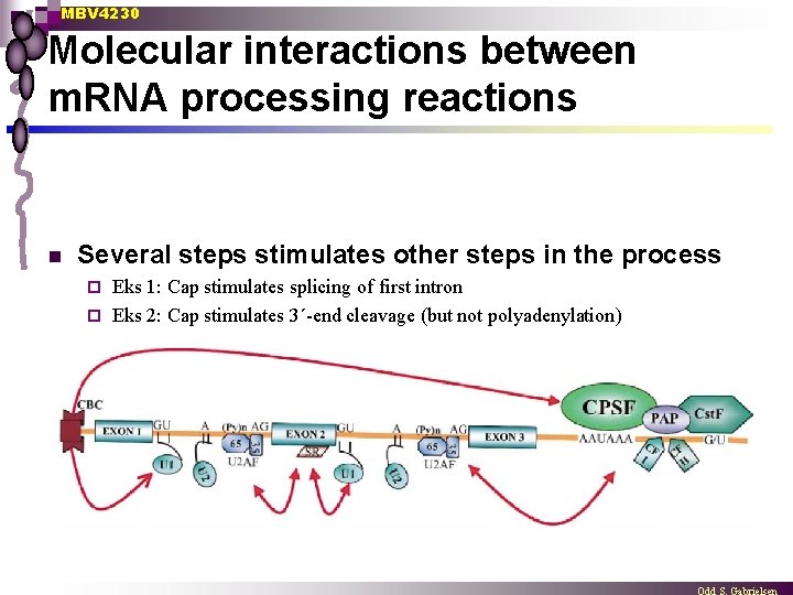 MBV 4230 Molecular interactions between m. RNA processing reactions n Several steps stimulates other