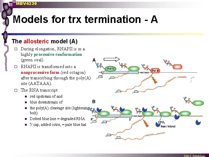 MBV 4230 Models for trx termination - A n The allosteric model (A) During