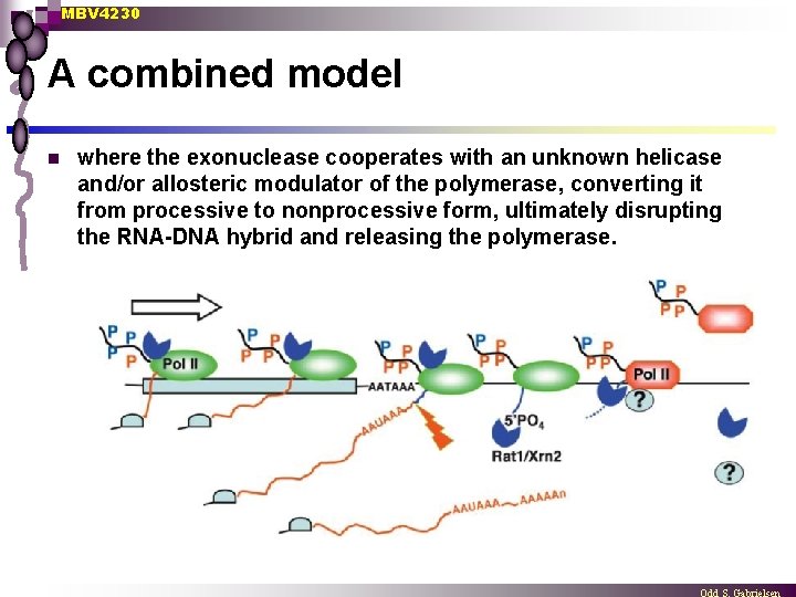 MBV 4230 A combined model n where the exonuclease cooperates with an unknown helicase
