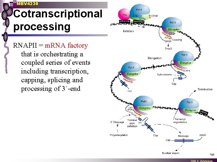 MBV 4230 Cotranscriptional processing RNAPII = m. RNA factory that is orchestrating a coupled