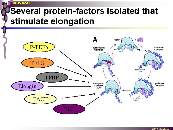 MBV 4230 Several protein-factors isolated that stimulate elongation P-TEFb TFIIS TFIIF Elongin FACT ELL