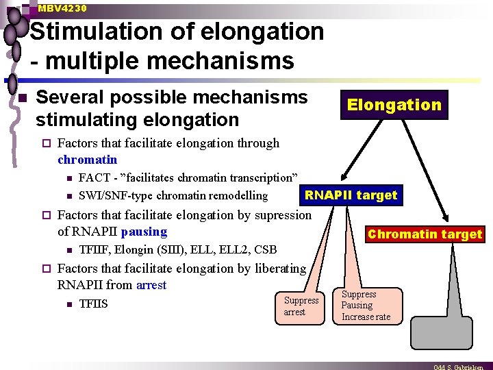 MBV 4230 Stimulation of elongation - multiple mechanisms n Several possible mechanisms stimulating elongation