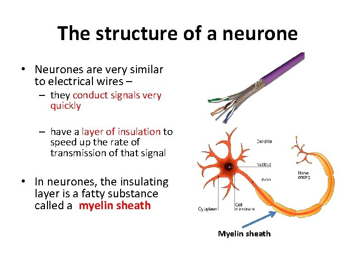 The structure of a neurone • Neurones are very similar to electrical wires –