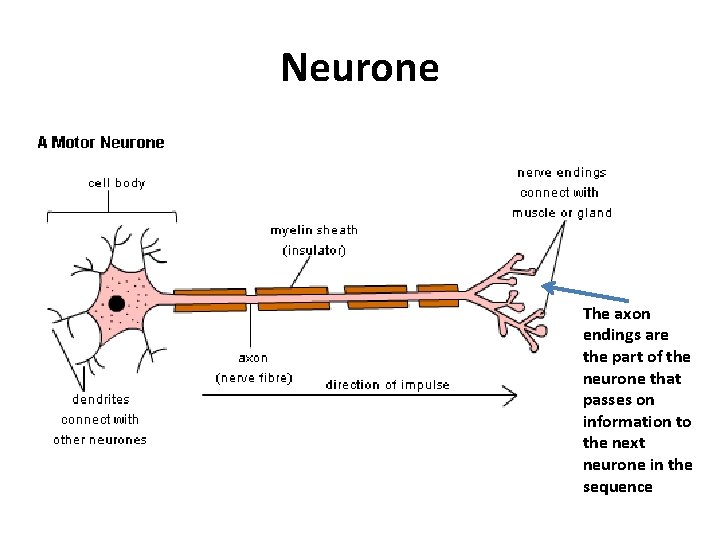 Neurone The axon endings are the part of the neurone that passes on information