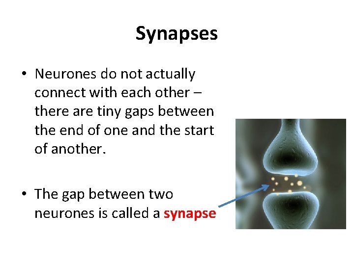 Synapses • Neurones do not actually connect with each other – there are tiny