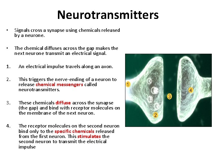 Neurotransmitters • Signals cross a synapse using chemicals released by a neurone. • The