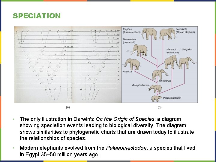 SPECIATION • The only illustration in Darwin's On the Origin of Species: a diagram