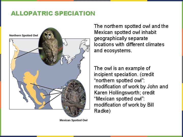 ALLOPATRIC SPECIATION The northern spotted owl and the Mexican spotted owl inhabit geographically separate