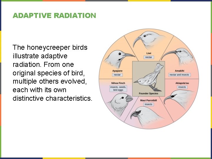 ADAPTIVE RADIATION The honeycreeper birds illustrate adaptive radiation. From one original species of bird,