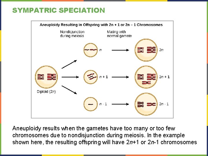 SYMPATRIC SPECIATION Aneuploidy results when the gametes have too many or too few chromosomes