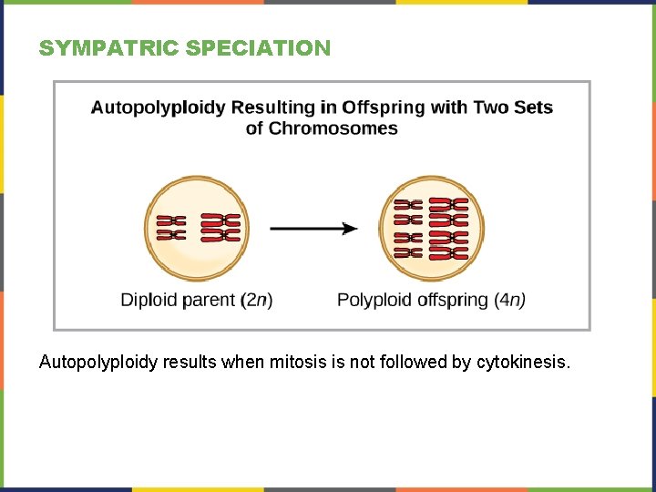 SYMPATRIC SPECIATION Autopolyploidy results when mitosis is not followed by cytokinesis. 