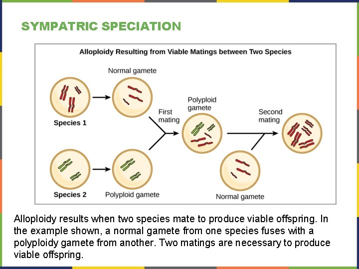 SYMPATRIC SPECIATION Alloploidy results when two species mate to produce viable offspring. In the