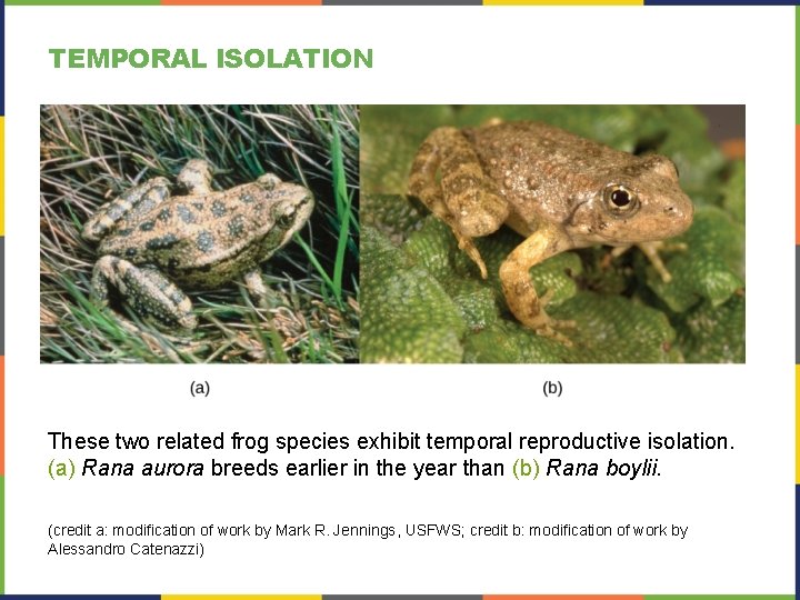 TEMPORAL ISOLATION These two related frog species exhibit temporal reproductive isolation. (a) Rana aurora