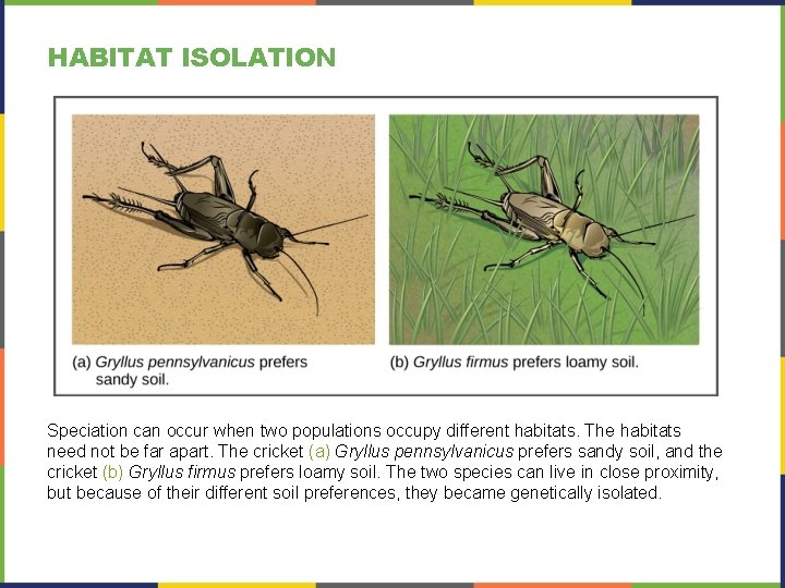 HABITAT ISOLATION Speciation can occur when two populations occupy different habitats. The habitats need