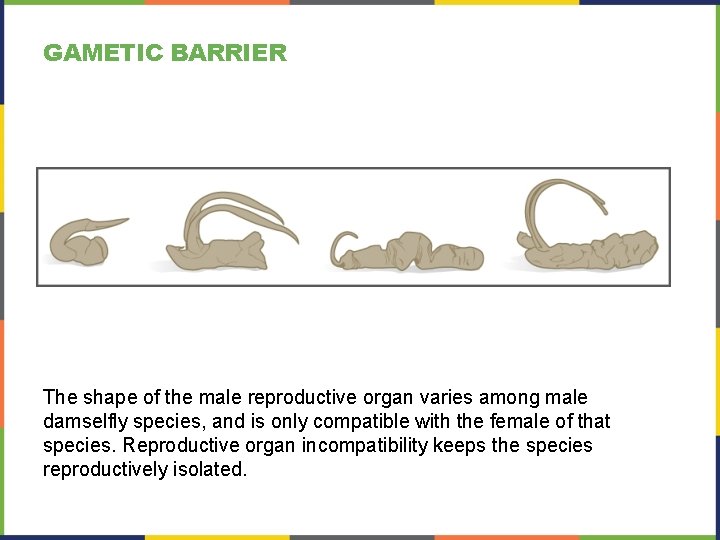 GAMETIC BARRIER The shape of the male reproductive organ varies among male damselfly species,