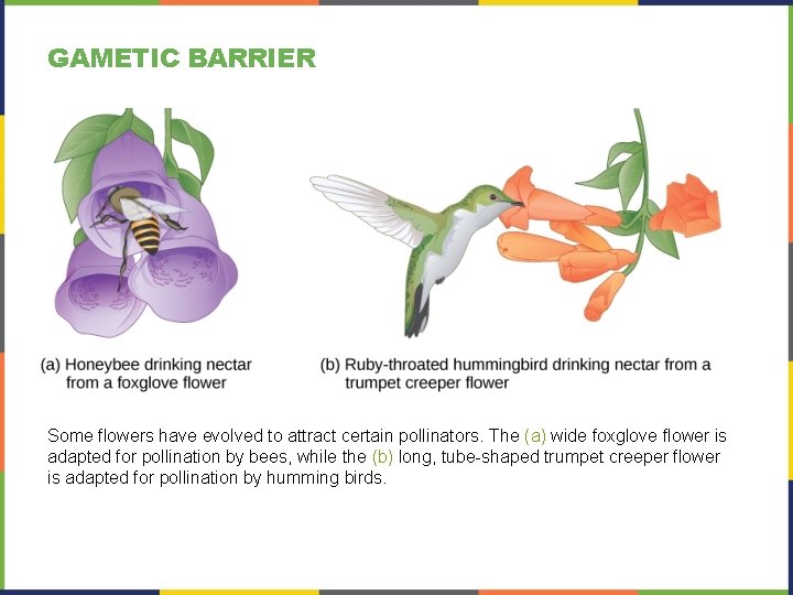 GAMETIC BARRIER Some flowers have evolved to attract certain pollinators. The (a) wide foxglove