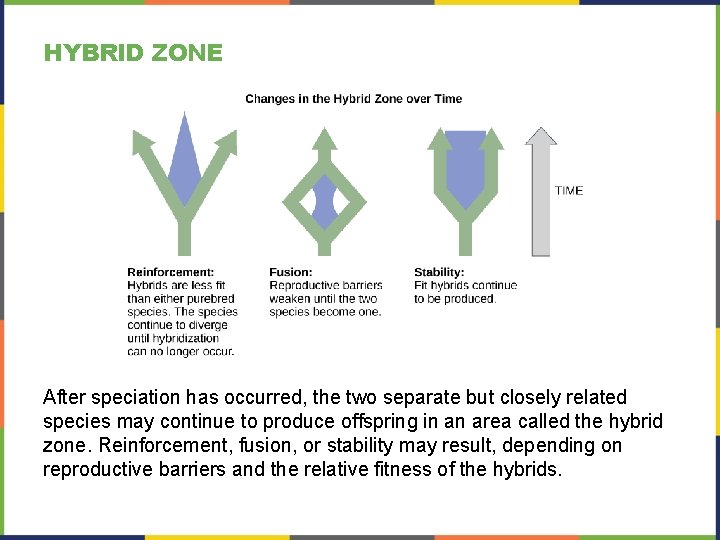 HYBRID ZONE After speciation has occurred, the two separate but closely related species may