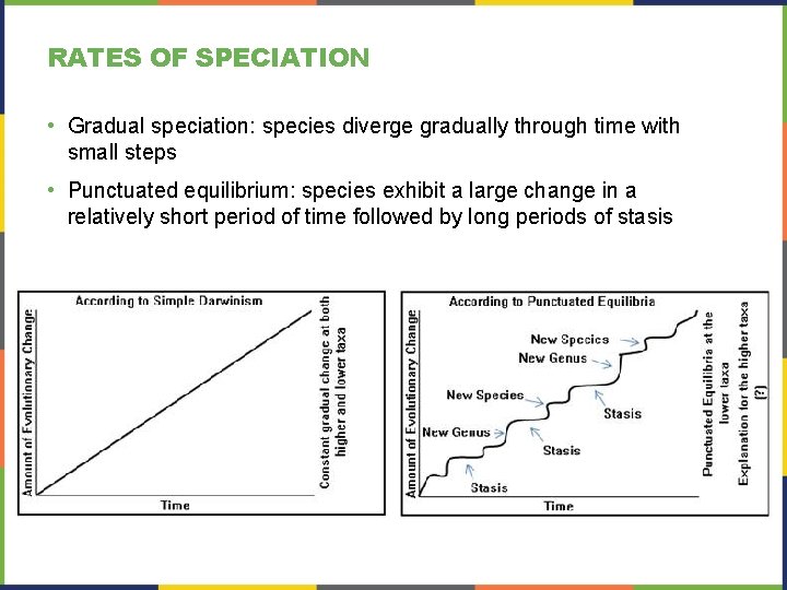 RATES OF SPECIATION • Gradual speciation: species diverge gradually through time with small steps