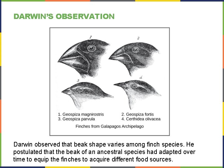 DARWIN’S OBSERVATION Darwin observed that beak shape varies among finch species. He postulated that