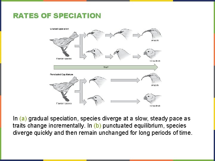 RATES OF SPECIATION In (a) gradual speciation, species diverge at a slow, steady pace