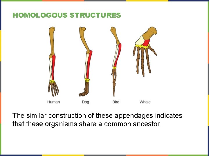 HOMOLOGOUS STRUCTURES The similar construction of these appendages indicates that these organisms share a