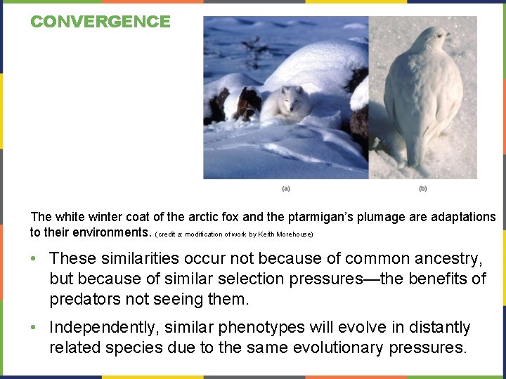 CONVERGENCE The white winter coat of the arctic fox and the ptarmigan’s plumage are