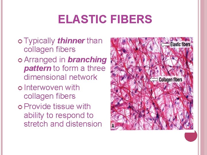 ELASTIC FIBERS Typically thinner than collagen fibers Arranged in branching pattern to form a