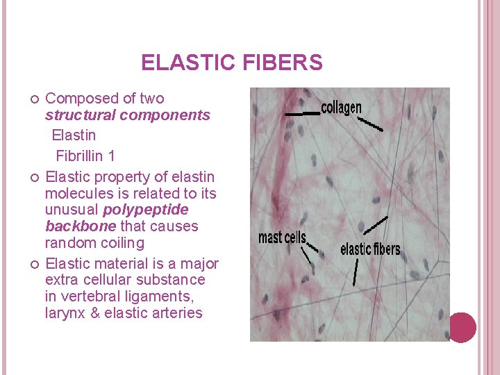 ELASTIC FIBERS Composed of two structural components Elastin Fibrillin 1 Elastic property of elastin