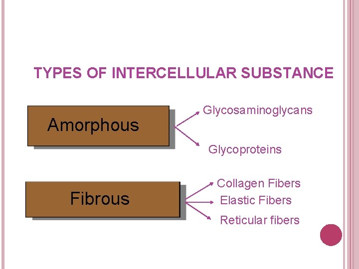 TYPES OF INTERCELLULAR SUBSTANCE Amorphous Glycosaminoglycans Glycoproteins Fibrous Collagen Fibers Elastic Fibers Reticular fibers