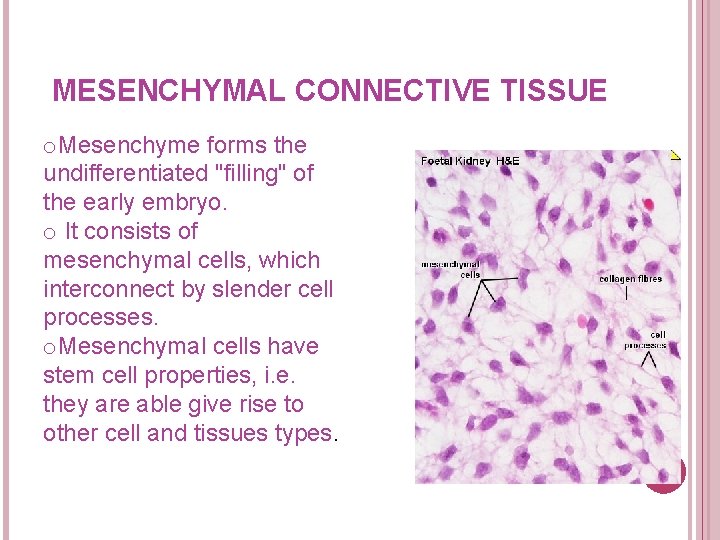 MESENCHYMAL CONNECTIVE TISSUE o. Mesenchyme forms the undifferentiated "filling" of the early embryo. o