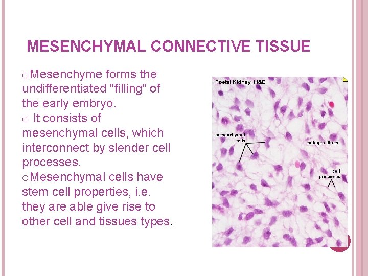 MESENCHYMAL CONNECTIVE TISSUE o. Mesenchyme forms the undifferentiated "filling" of the early embryo. o