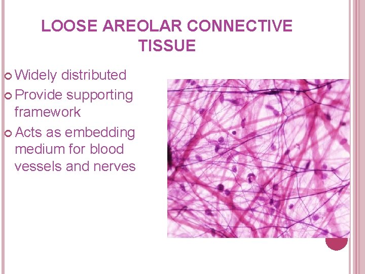 LOOSE AREOLAR CONNECTIVE TISSUE Widely distributed Provide supporting framework Acts as embedding medium for