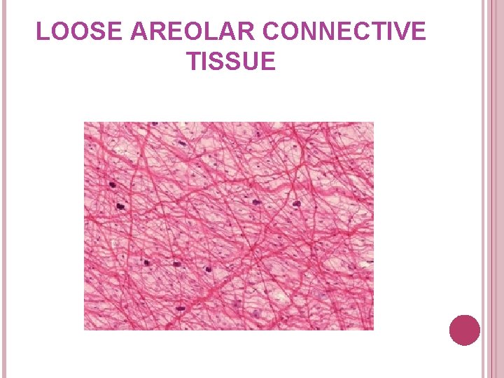 LOOSE AREOLAR CONNECTIVE TISSUE 