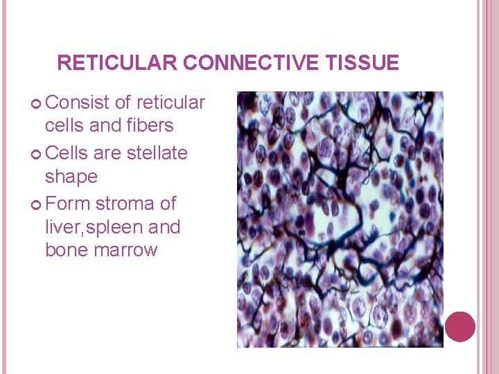 RETICULAR CONNECTIVE TISSUE Consist of reticular cells and fibers Cells are stellate shape Form