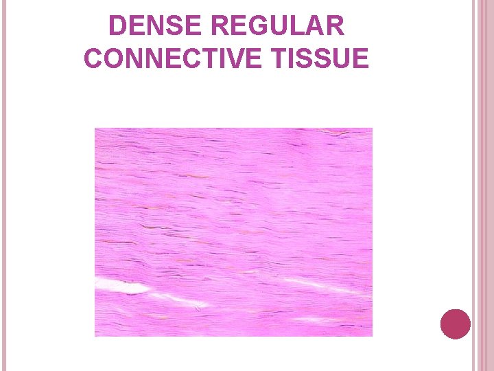 DENSE REGULAR CONNECTIVE TISSUE 