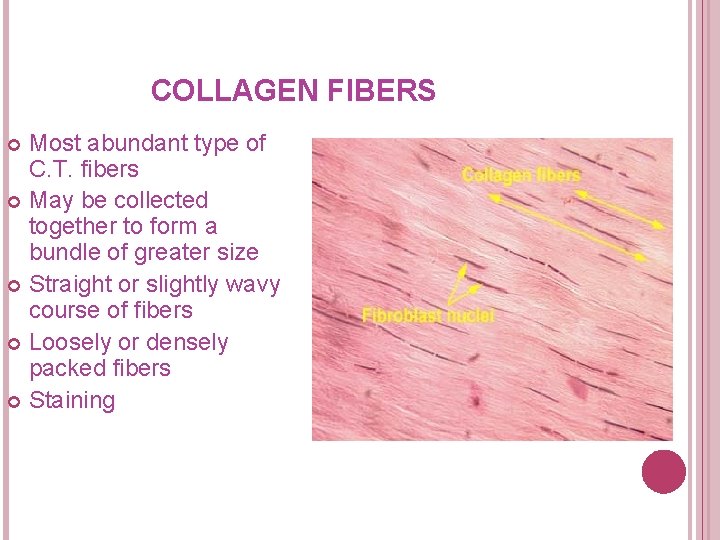 COLLAGEN FIBERS Most abundant type of C. T. fibers May be collected together to