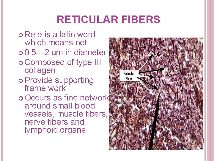 RETICULAR FIBERS Rete is a latin word which means net 0. 5— 2 um