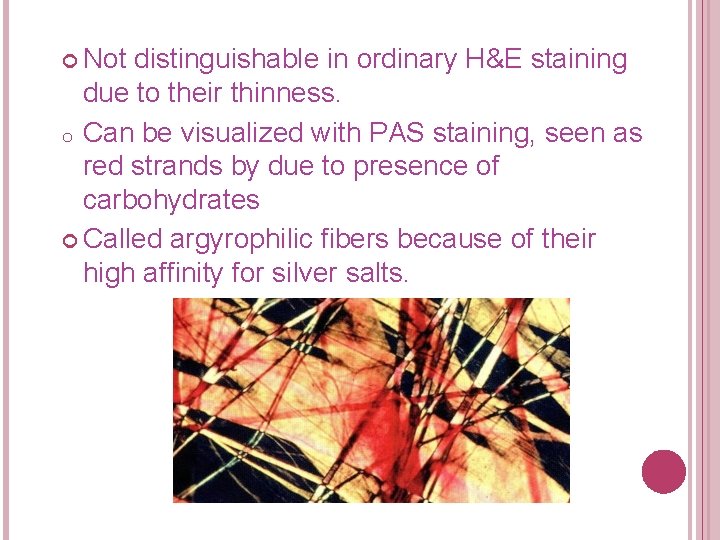  Not distinguishable in ordinary H&E staining due to their thinness. o Can be