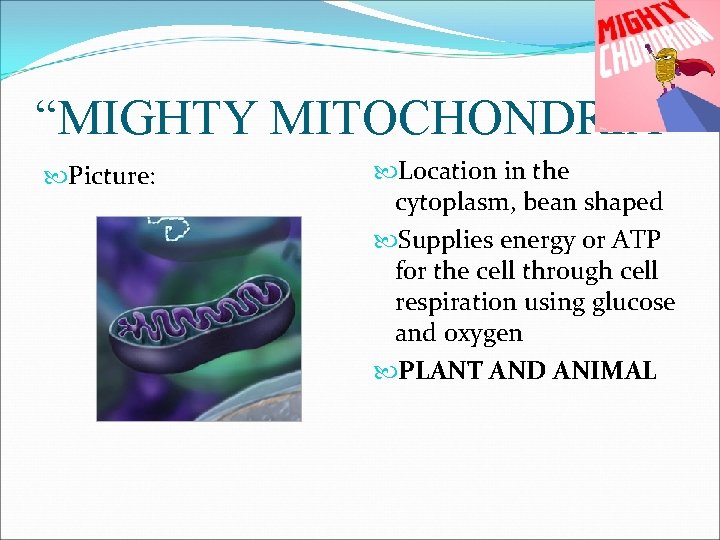 “MIGHTY MITOCHONDRIA” Picture: Location in the cytoplasm, bean shaped Supplies energy or ATP for