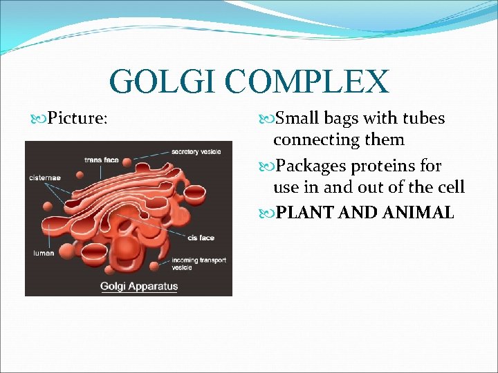 GOLGI COMPLEX Picture: Small bags with tubes connecting them Packages proteins for use in