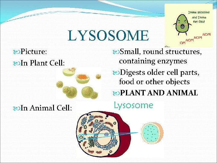 LYSOSOME Picture: In Plant Cell: In Animal Cell: Small, round structures, containing enzymes Digests