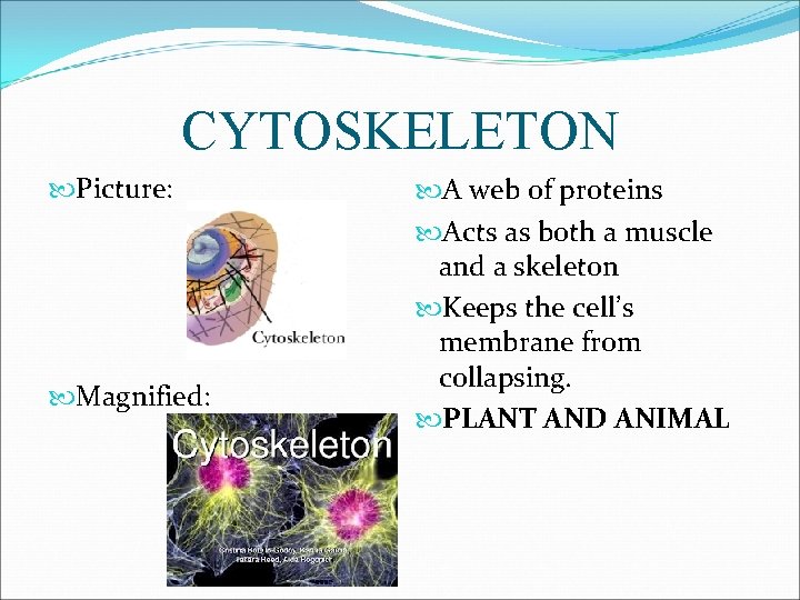 CYTOSKELETON Picture: Magnified: A web of proteins Acts as both a muscle and a